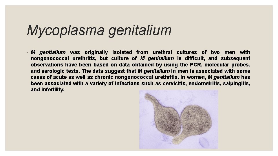 Mycoplasma genitalium ◦ M genitalium was originally isolated from urethral cultures of two men