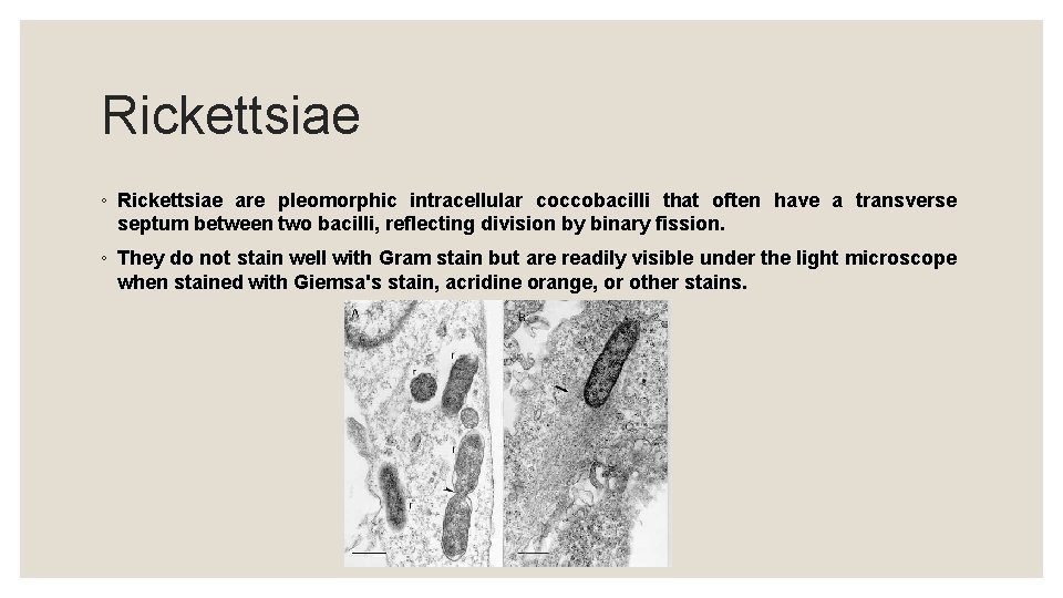 Rickettsiae ◦ Rickettsiae are pleomorphic intracellular coccobacilli that often have a transverse septum between