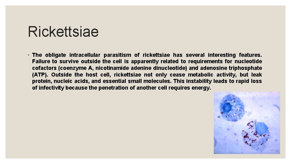 Rickettsiae ◦ The obligate intracellular parasitism of rickettsiae has several interesting features. Failure to