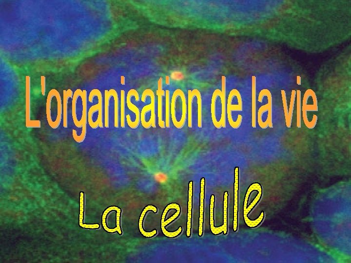 L’organisation de la vie La cellule 