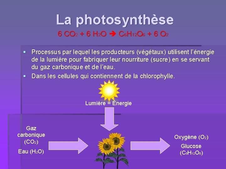 La photosynthèse 6 CO 2 + 6 H 2 O C 6 H 12