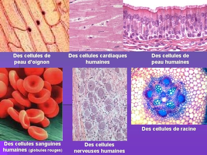 Des cellules de peau d’oignon Des cellules cardiaques humaines Des cellules de peau humaines