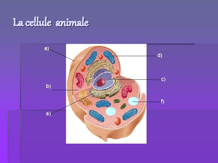 La cellule animale a) d) c) b) f) e) 