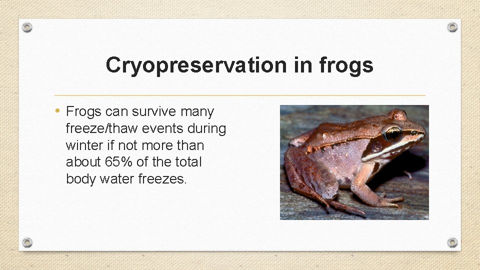 Cryopreservation in frogs • Frogs can survive many freeze/thaw events during winter if not