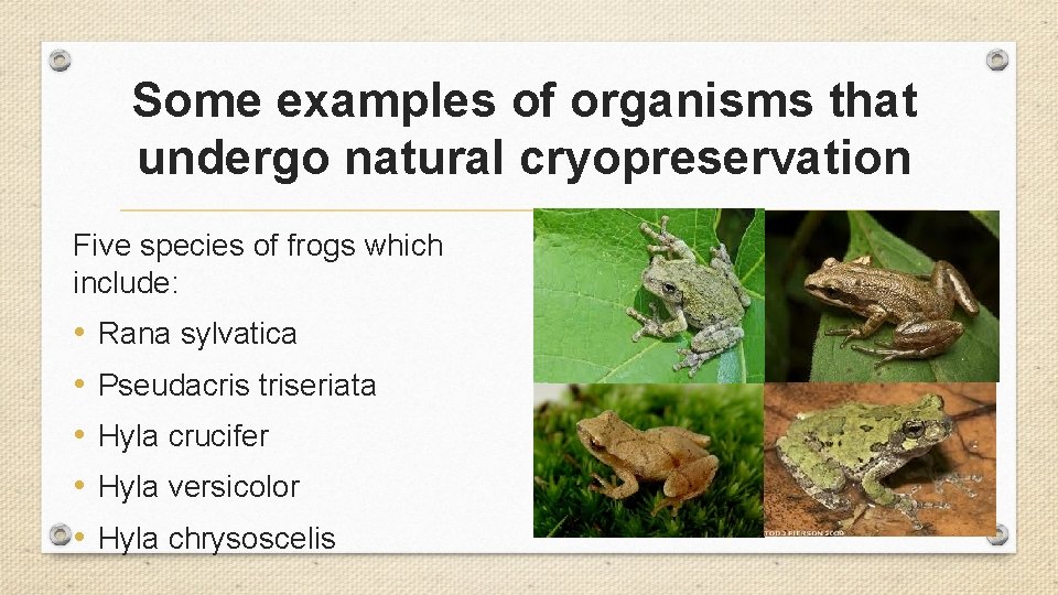 Some examples of organisms that undergo natural cryopreservation Five species of frogs which include: