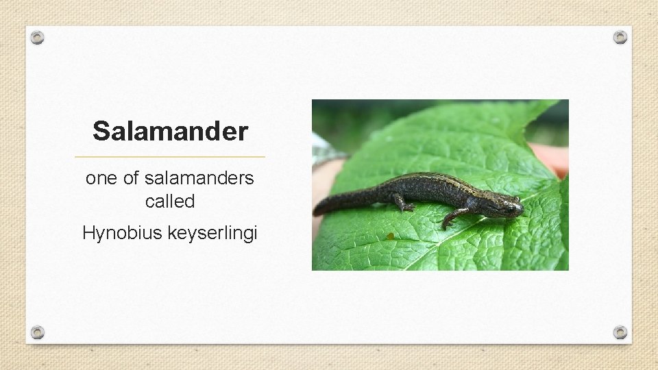 Salamander one of salamanders called Hynobius keyserlingi 