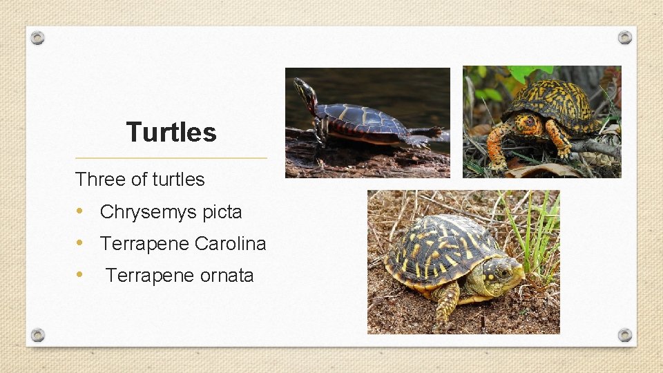 Turtles Three of turtles • Chrysemys picta • Terrapene Carolina • Terrapene ornata 