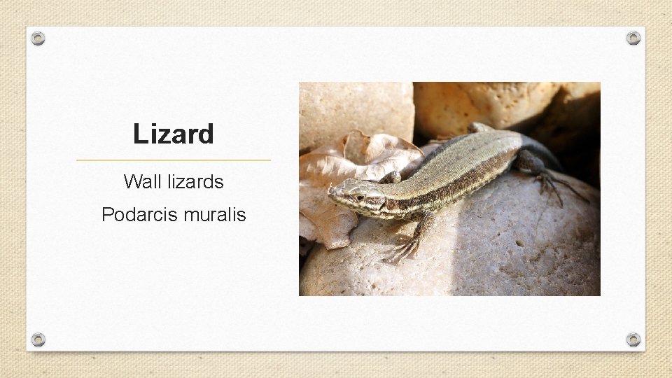 Lizard Wall lizards Podarcis muralis 