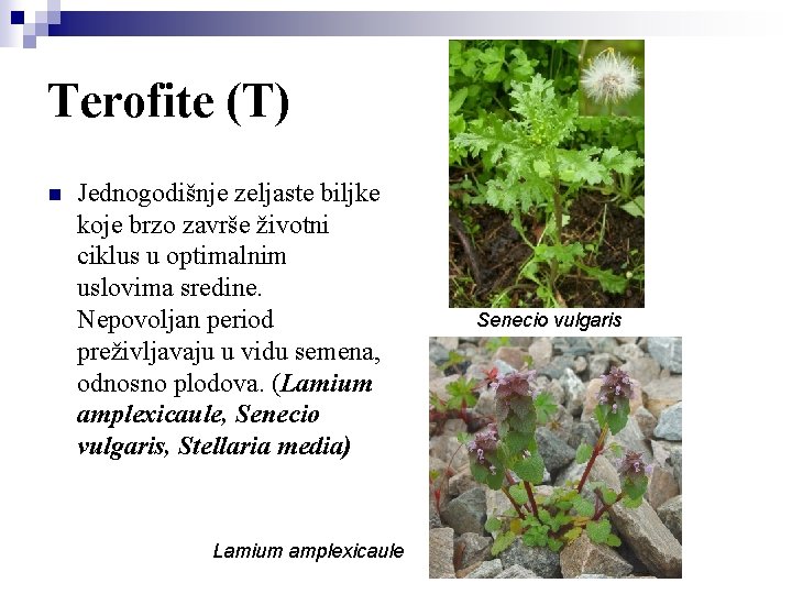 Terofite (T) n Jednogodišnje zeljaste biljke koje brzo završe životni ciklus u optimalnim uslovima