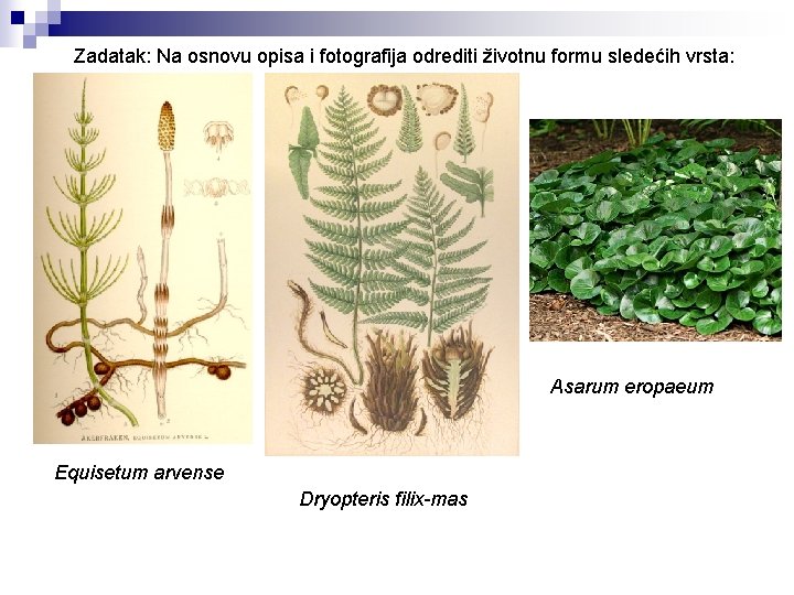 Zadatak: Na osnovu opisa i fotografija odrediti životnu formu sledećih vrsta: Asarum eropaeum Equisetum