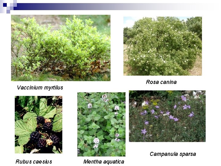 Rosa canina Vaccinium myrtilus Campanula sparsa Rubus caesius Mentha aquatica 