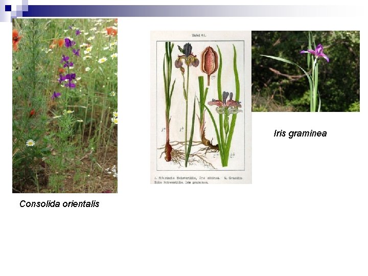 Iris graminea Consolida orientalis 