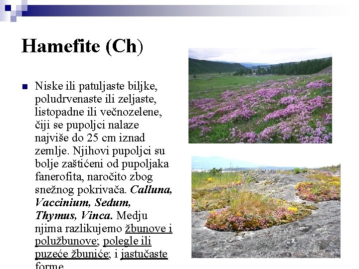 Hamefite (Ch) n Niske ili patuljaste biljke, poludrvenaste ili zeljaste, listopadne ili večnozelene, čiji