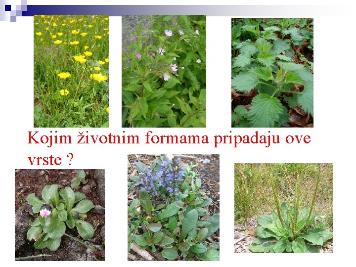 Kojim životnim formama pripadaju ove vrste ? 