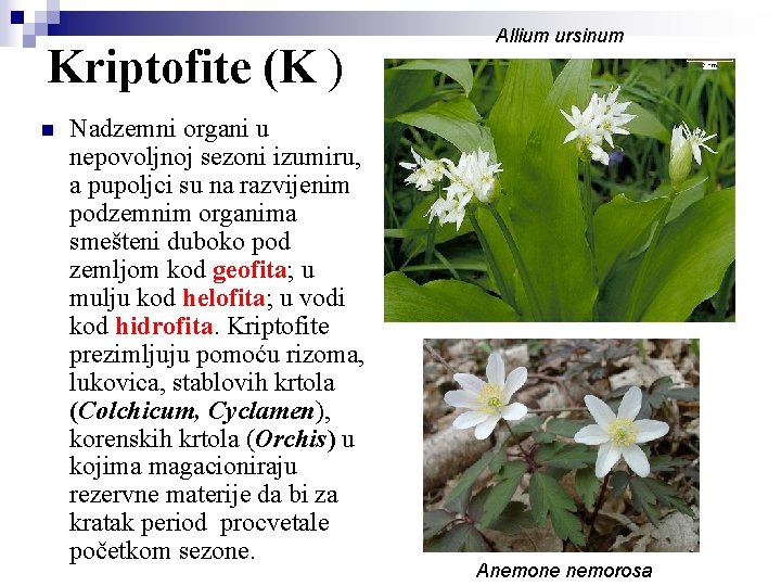 Kriptofite (K ) n Nadzemni organi u nepovoljnoj sezoni izumiru, a pupoljci su na
