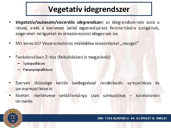 Vegetatív idegrendszer • Vegetatív/autonóm/viscerális idegrendszer: az idegrendszernek azok a részei, amik a szervezet belső