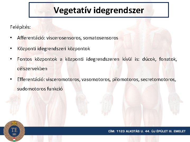 Vegetatív idegrendszer Felépítés: • Afferentáció: viscerosensoros, somatosensoros • Központi idegrendszeri központok • Fontos központok