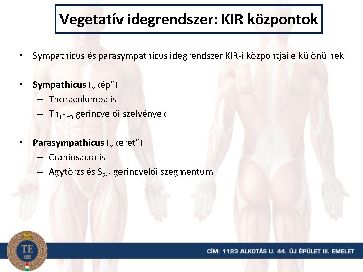 Vegetatív idegrendszer: KIR központok • Sympathicus és parasympathicus idegrendszer KIR-i központjai elkülönülnek • Sympathicus