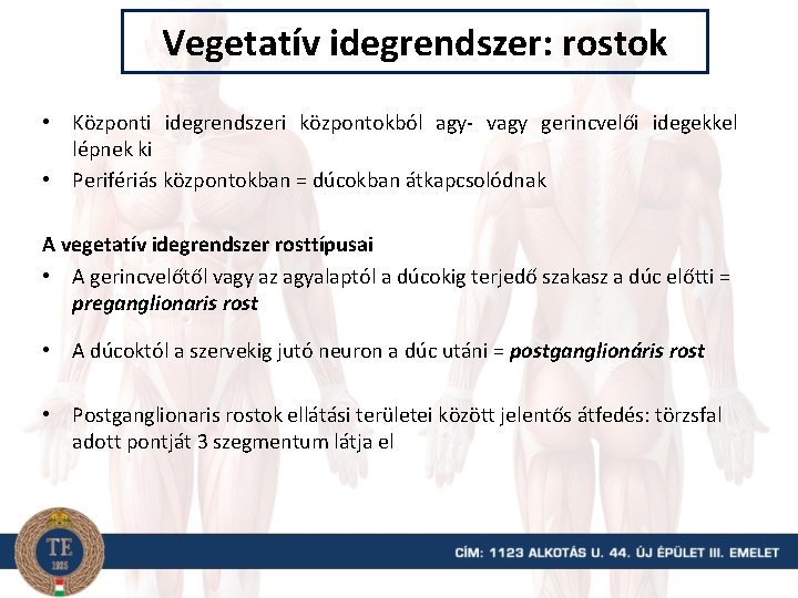 Vegetatív idegrendszer: rostok • Központi idegrendszeri központokból agy- vagy gerincvelői idegekkel lépnek ki •