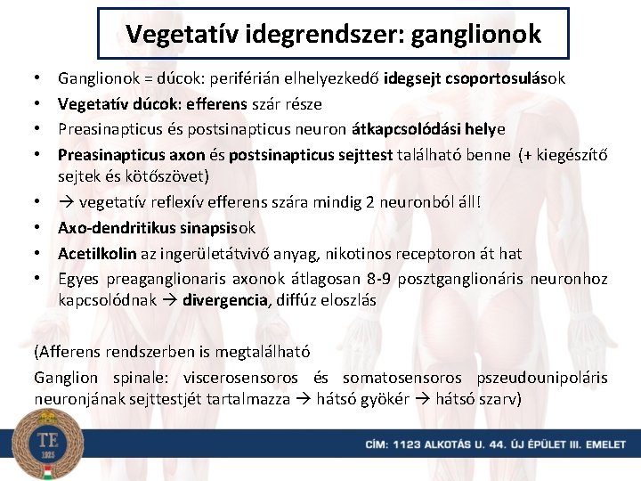 Vegetatív idegrendszer: ganglionok • • Ganglionok = dúcok: periférián elhelyezkedő idegsejt csoportosulások Vegetatív dúcok: