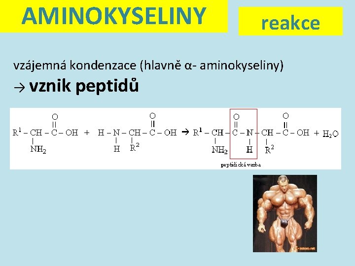 AMINOKYSELINY reakce vzájemná kondenzace (hlavně α- aminokyseliny) → vznik peptidů 