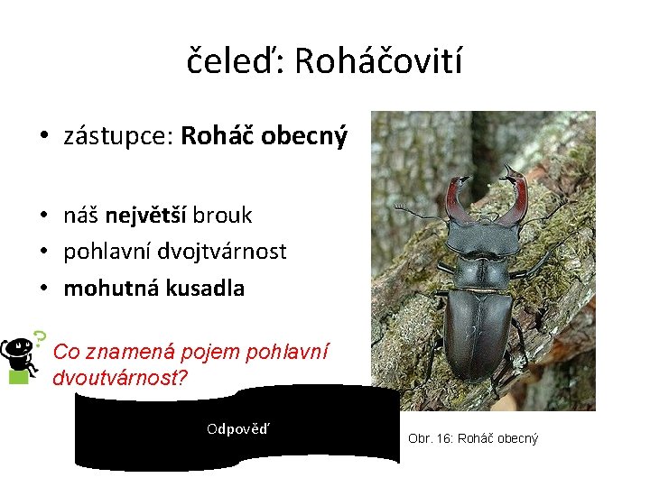 čeleď: Roháčovití • zástupce: Roháč obecný • náš největší brouk • pohlavní dvojtvárnost •