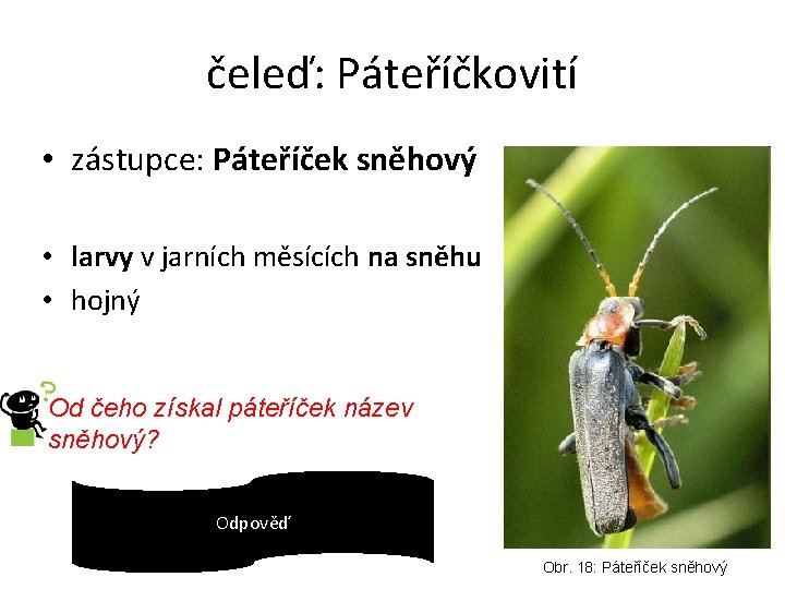 čeleď: Páteříčkovití • zástupce: Páteříček sněhový • larvy v jarních měsících na sněhu •