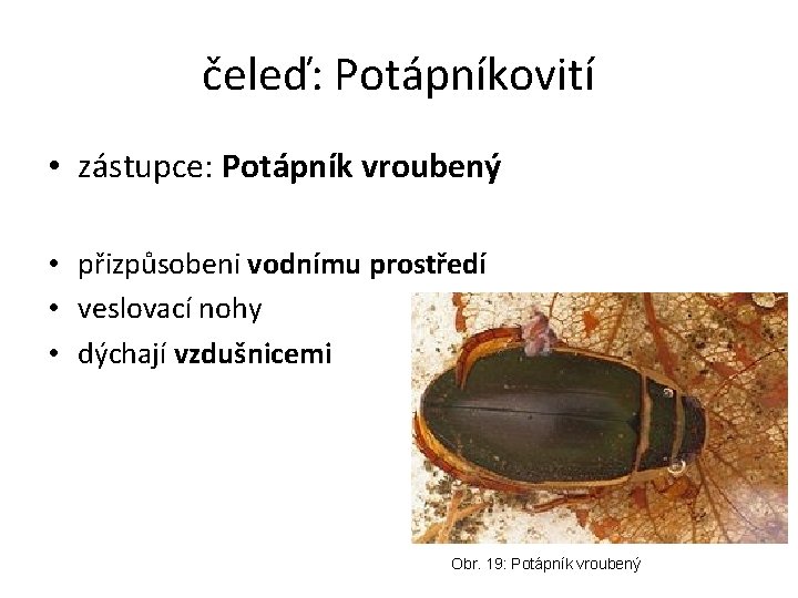 čeleď: Potápníkovití • zástupce: Potápník vroubený • přizpůsobeni vodnímu prostředí • veslovací nohy •