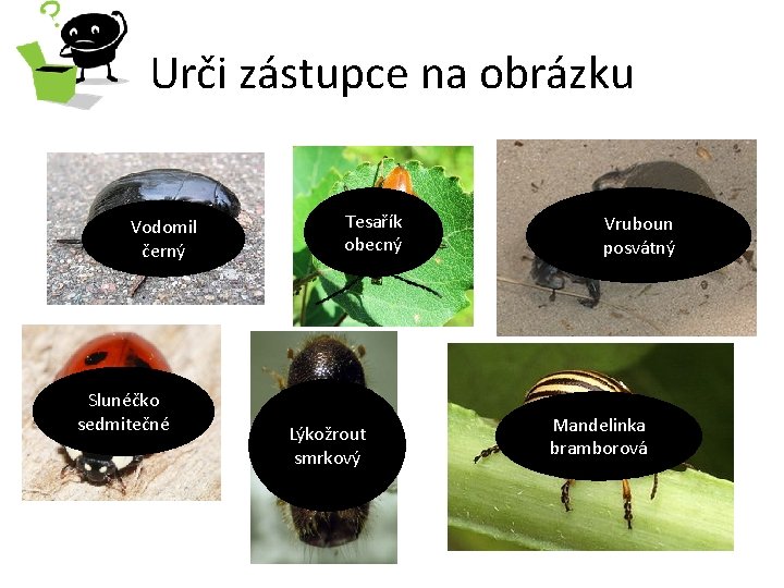 Urči zástupce na obrázku Vodomil černý Slunéčko sedmitečné Tesařík obecný Lýkožrout smrkový Vruboun posvátný