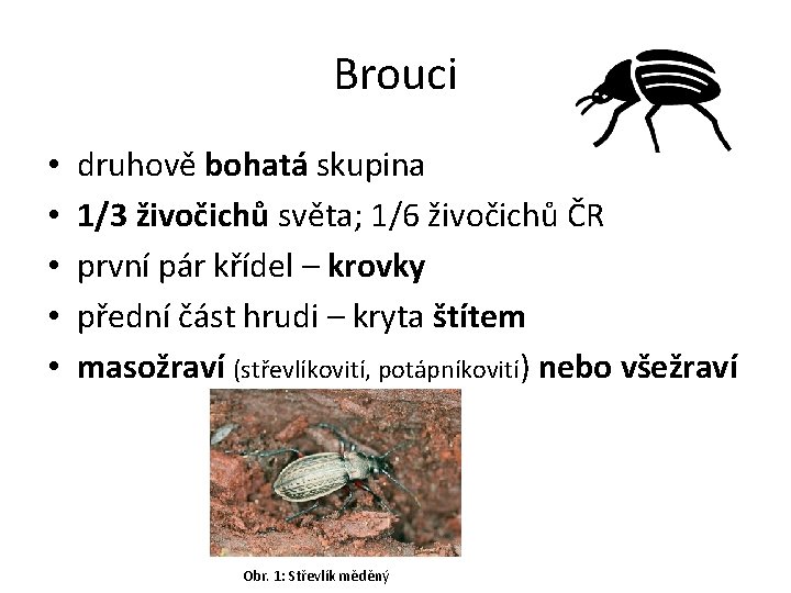 Brouci • • • druhově bohatá skupina 1/3 živočichů světa; 1/6 živočichů ČR první