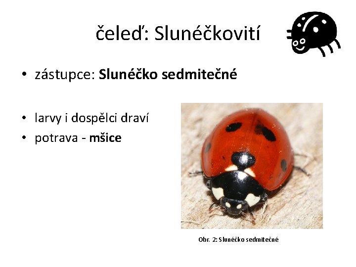 čeleď: Slunéčkovití • zástupce: Slunéčko sedmitečné • larvy i dospělci draví • potrava -
