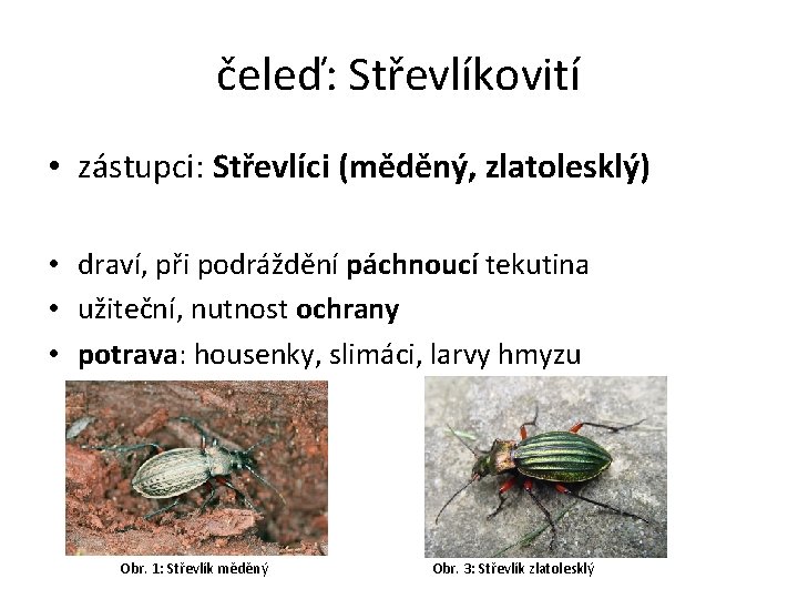 čeleď: Střevlíkovití • zástupci: Střevlíci (měděný, zlatolesklý) • draví, při podráždění páchnoucí tekutina •