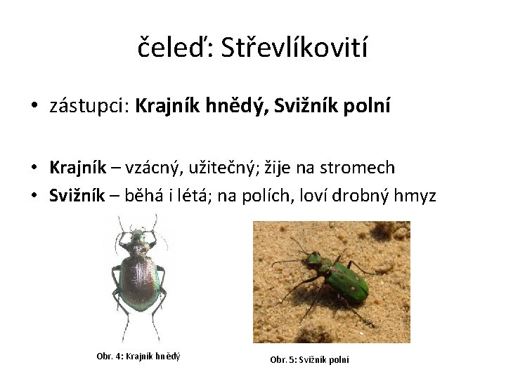 čeleď: Střevlíkovití • zástupci: Krajník hnědý, Svižník polní • Krajník – vzácný, užitečný; žije