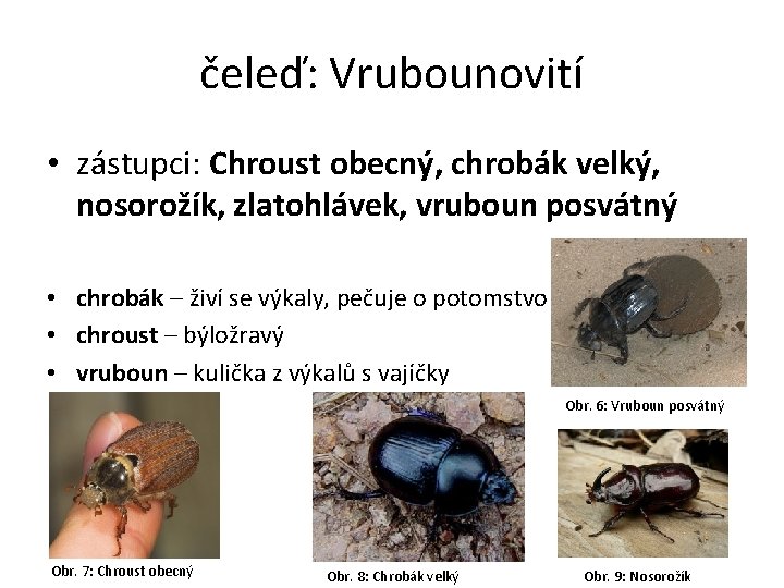 čeleď: Vrubounovití • zástupci: Chroust obecný, chrobák velký, nosorožík, zlatohlávek, vruboun posvátný • chrobák