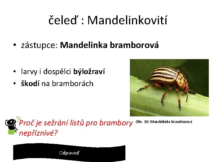 čeleď : Mandelinkovití • zástupce: Mandelinka bramborová • larvy i dospělci býložraví • škodí