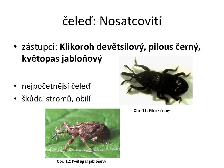 čeleď: Nosatcovití • zástupci: Klikoroh devětsilový, pilous černý, květopas jabloňový • nejpočetnější čeleď •