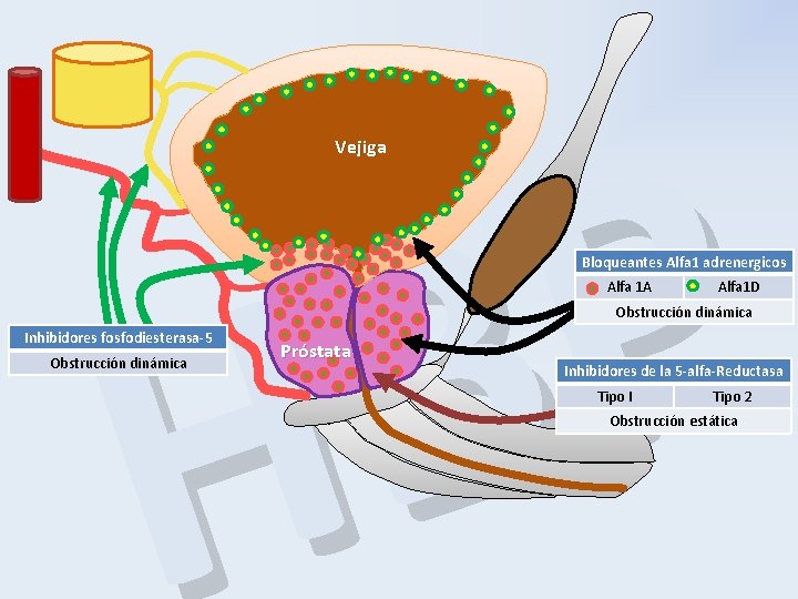 P B H Vejiga Bloqueantes Alfa 1 adrenergicos Alfa 1 A Alfa 1 D