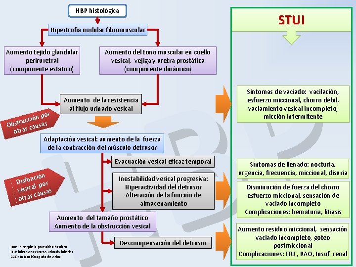 HBP histológica Hipertrofia nodular fibromuscular P B H Aumento tejido glandular periruretral (componente estático)