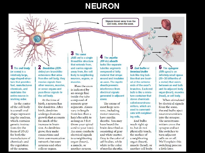 NEURON 