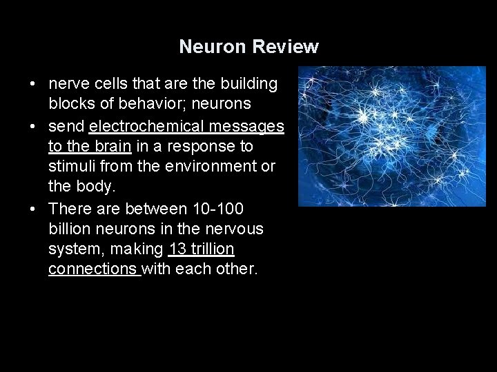 Neuron Review • nerve cells that are the building blocks of behavior; neurons •