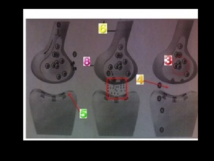 PARTS OF THE NEURON (CONT’D) 