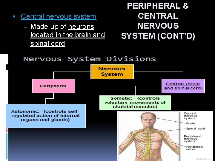  • Central nervous system – Made up of neurons located in the brain