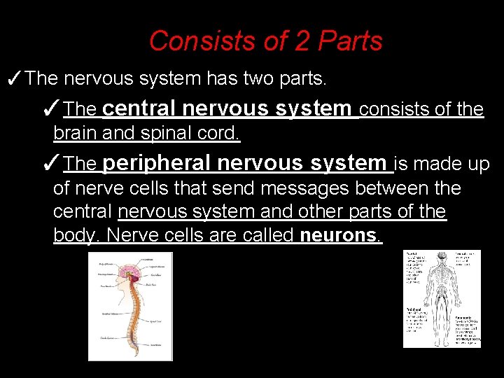 Consists ofsystem 2 Parts Nervous ✓The nervous system has two parts. ✓The central nervous