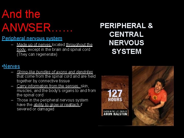 And the ANWSER…… Peripheral nervous system – Made up of nerves located throughout the