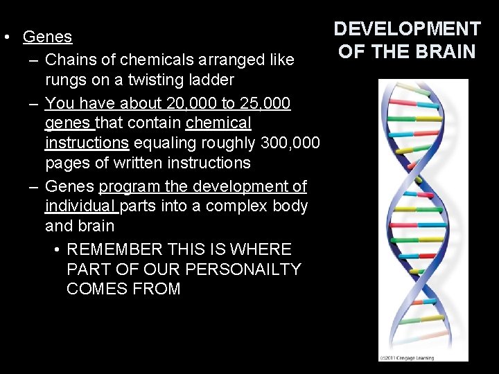 DEVELOPMENT • Genes OF THE BRAIN – Chains of chemicals arranged like rungs on