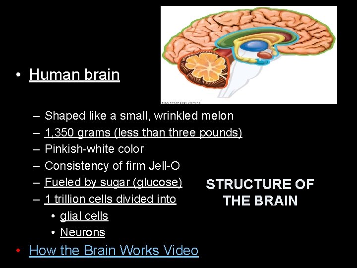  • Human brain – – – Shaped like a small, wrinkled melon 1,