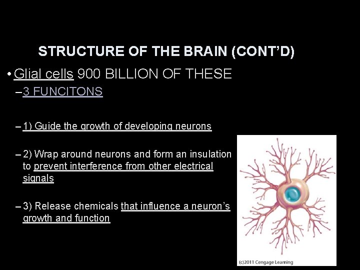 STRUCTURE OF THE BRAIN (CONT’D) • Glial cells 900 BILLION OF THESE – 3