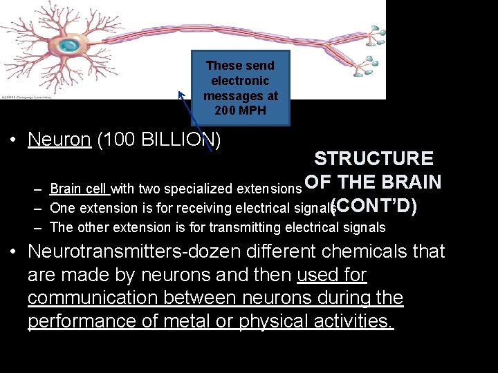These send electronic messages at 200 MPH • Neuron (100 BILLION) STRUCTURE Brain cell