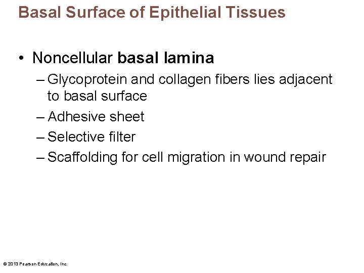 Basal Surface of Epithelial Tissues • Noncellular basal lamina – Glycoprotein and collagen fibers