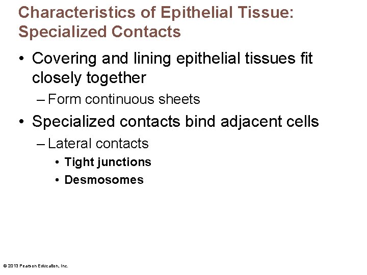 Characteristics of Epithelial Tissue: Specialized Contacts • Covering and lining epithelial tissues fit closely